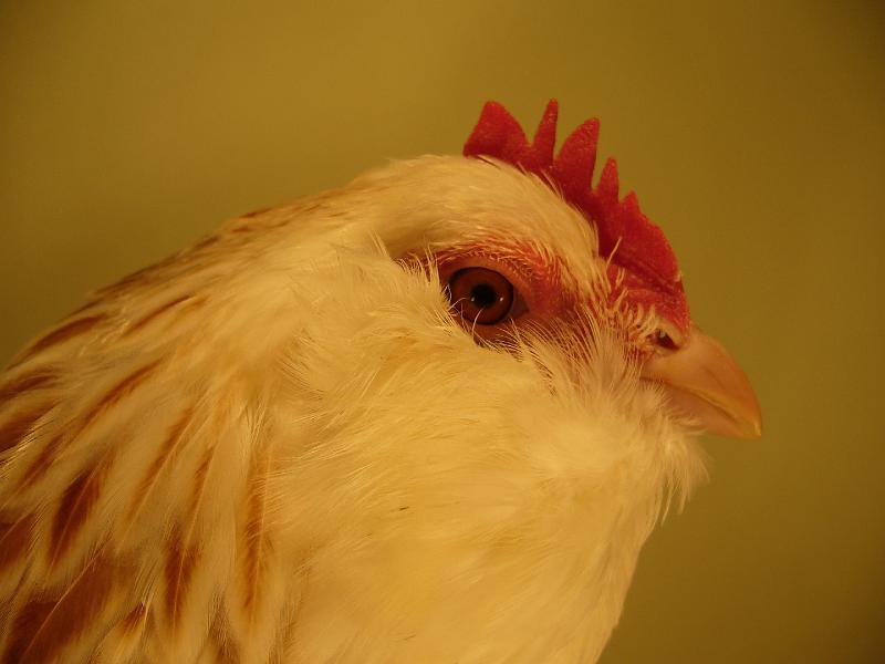 Muenster 2008 788.jpg - Deutsche Zwerg Lachshühner lachsfarbig von Friedich Edler Preis HV96 E